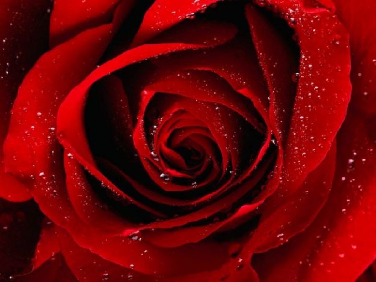 Il Significato Del Colore Rosso Da Simbolo Dell Amore A Emblema Del Coraggio Pourfemme