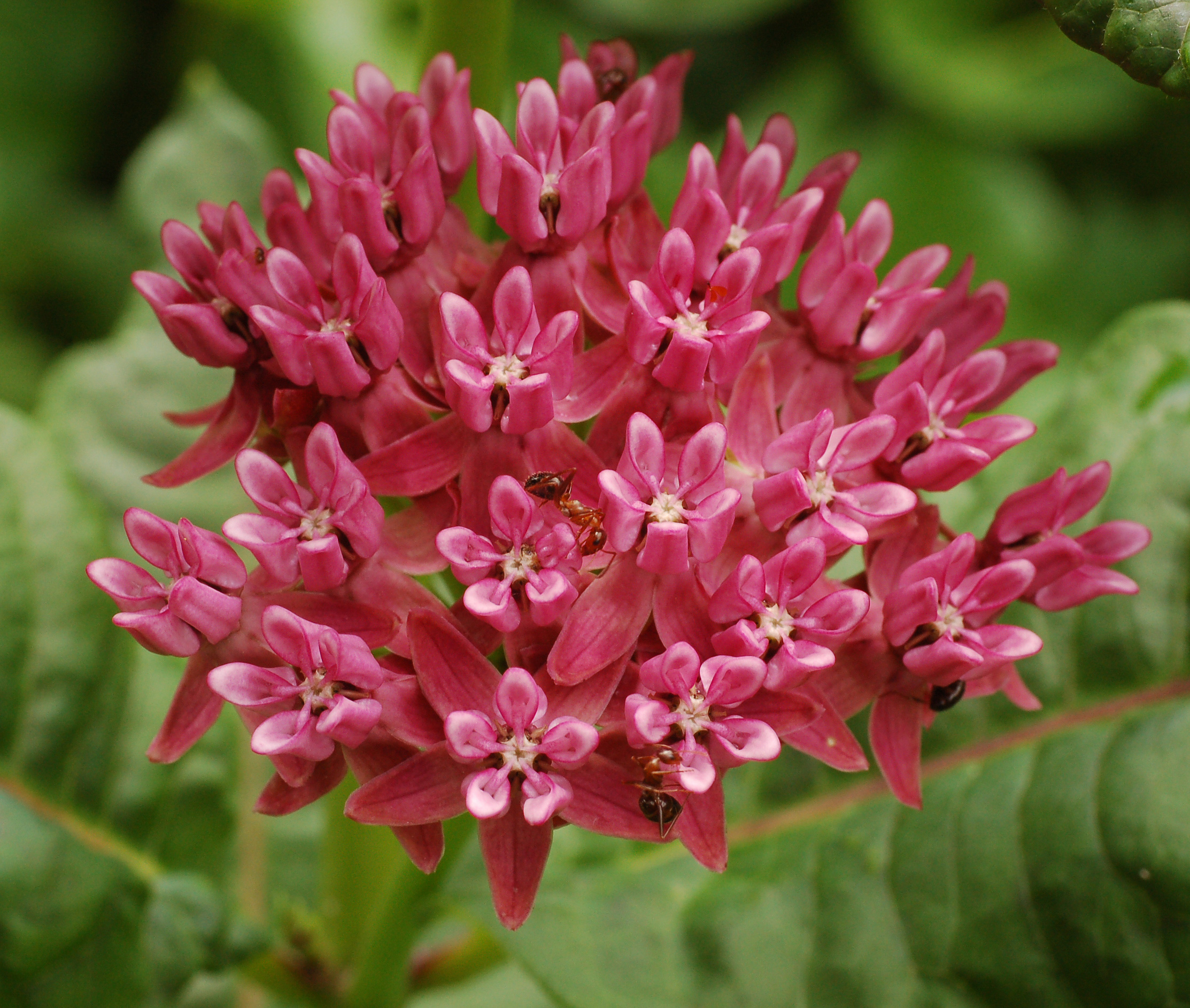 Milkweed, il fiore che fa passare la voglia di dolci