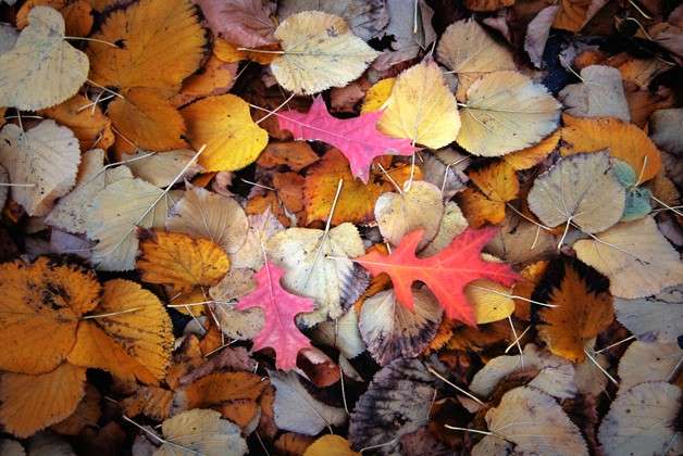 Decoupage con le foglie: passatempo per l’autunno [FOTO]