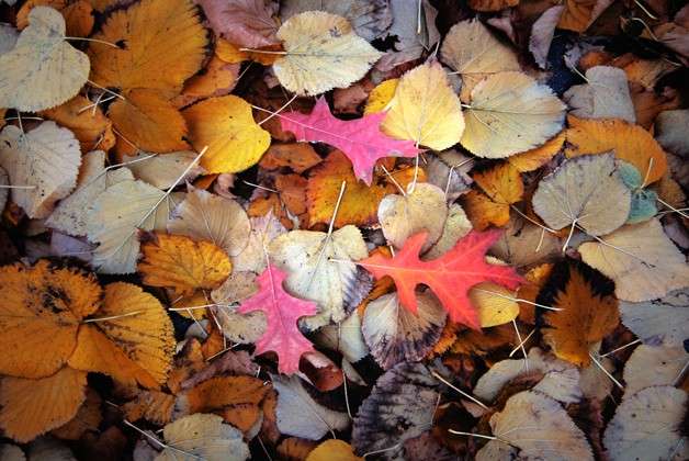 Foglie colorate per il decoupage