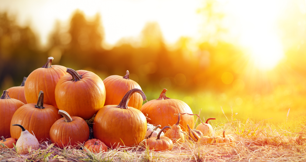 Proprietà nutritive della zucca: benefici e consigli utili