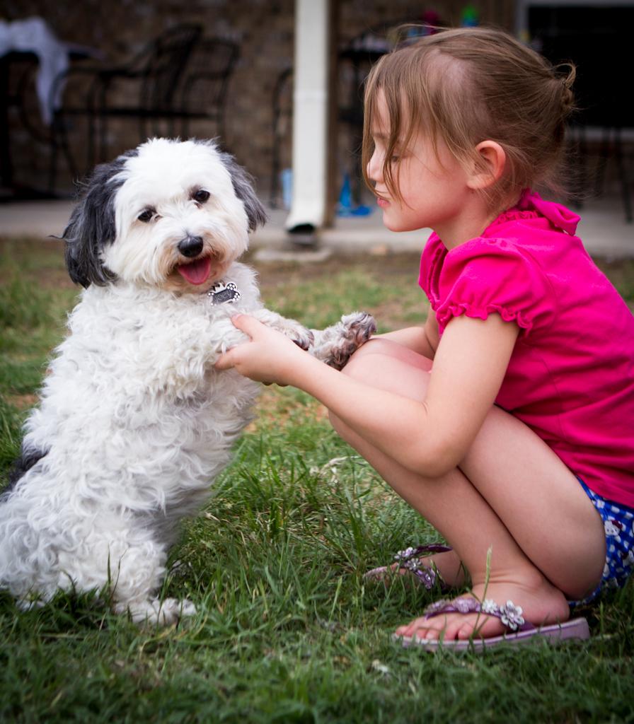 test ami animali