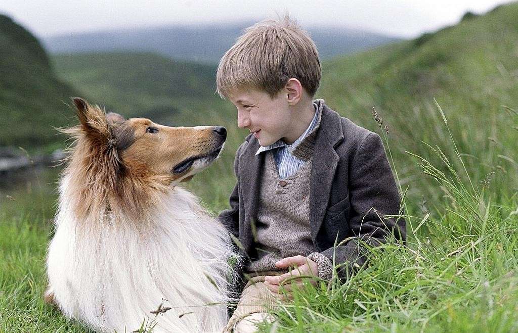 Gli animali al cinema e in TV