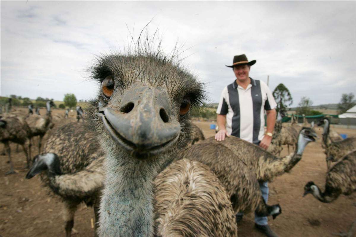 Animali e photobombing: le foto ricordo più divertenti e curiose [FOTO]