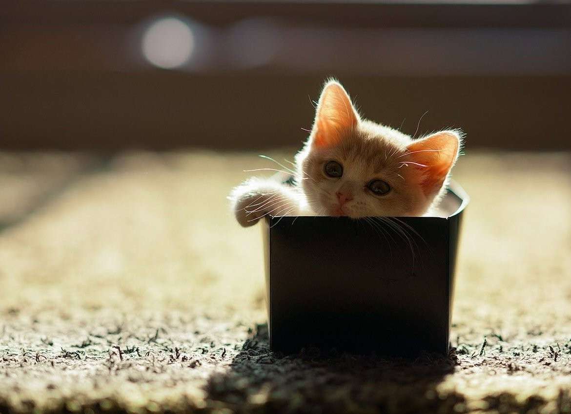 Piccola scatola piccolo gatto