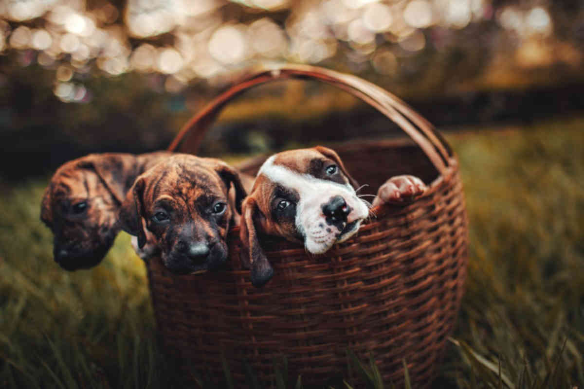 Cuccioli di cane da adottare