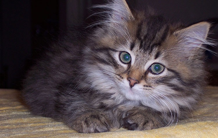gatto test