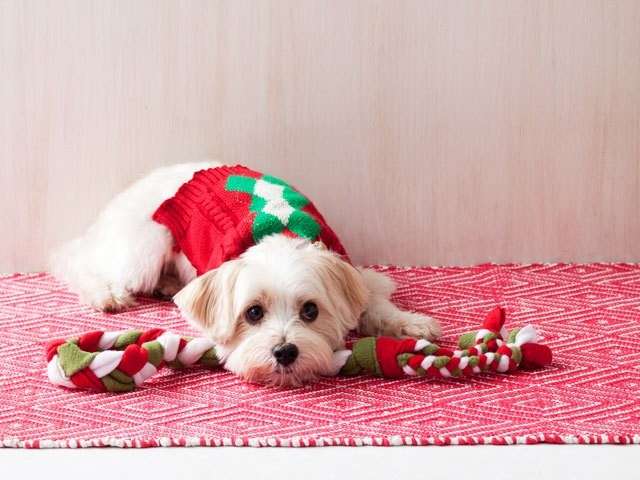 Giochi per cani fai da te
