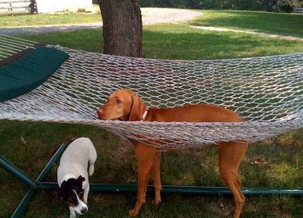 Il cane sullamaca