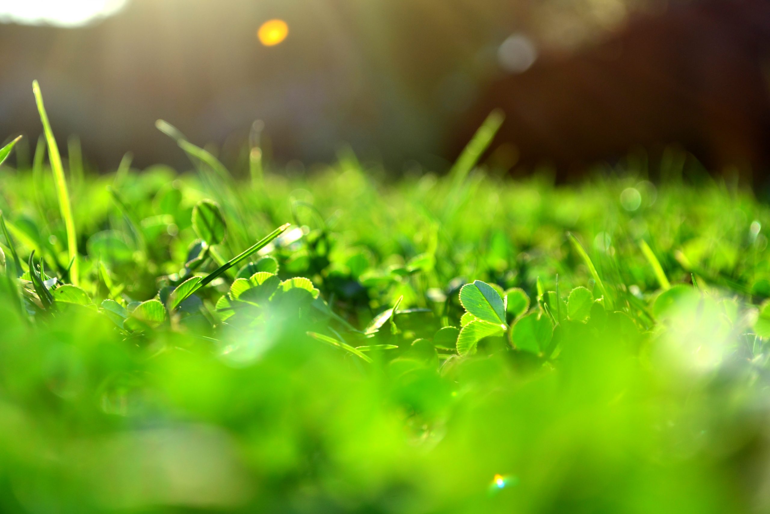 Come fare un prato verde: la preparazione