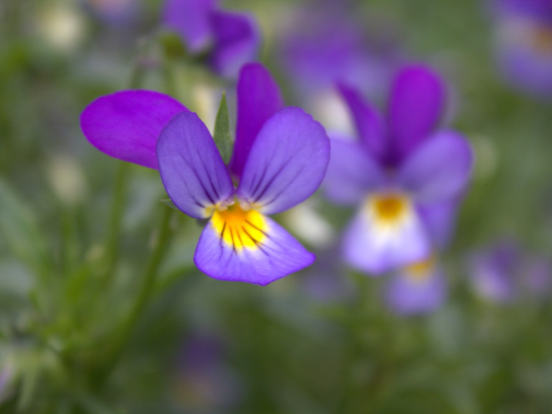 Come coltivare le violette