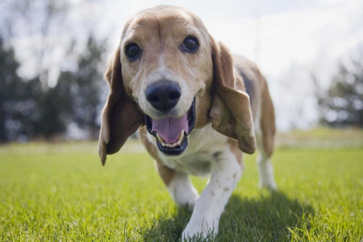 Il linguaggio di cani e gatti
