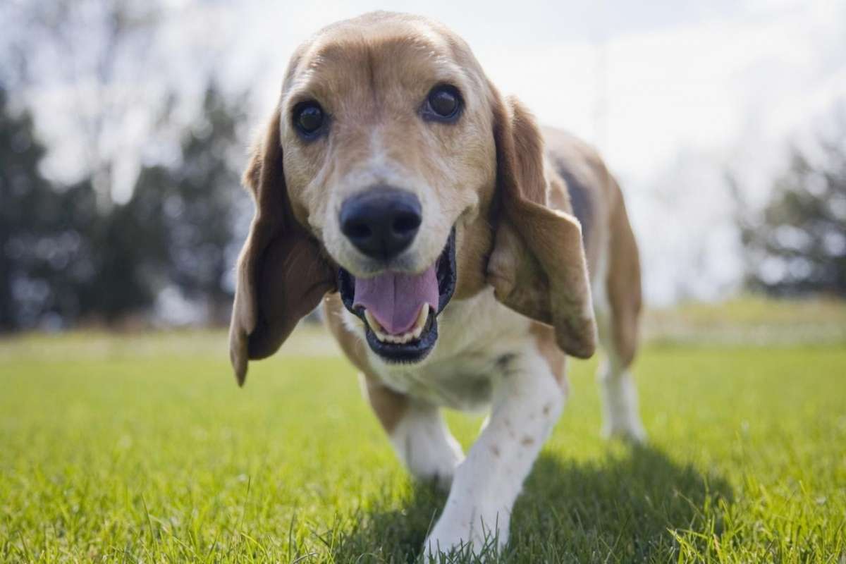 Come interpretare il linguaggio di cani e gatti [FOTO]