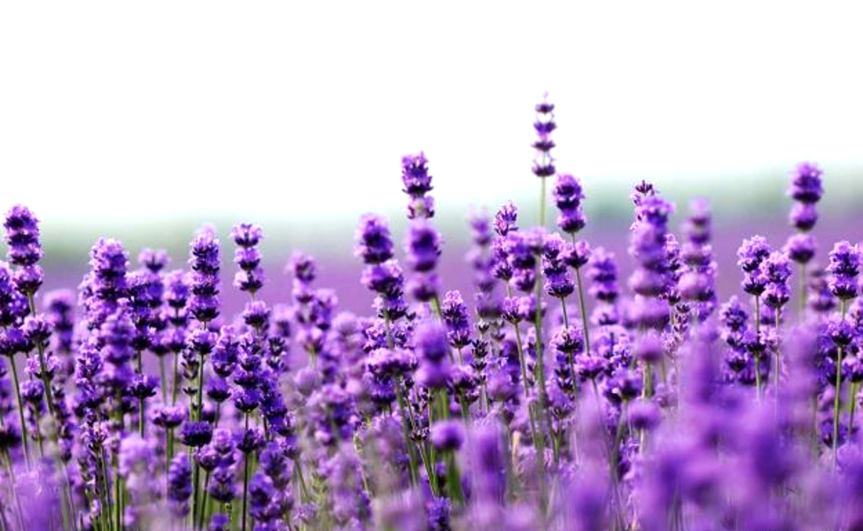 Come coltivare la lavanda: una guida utile