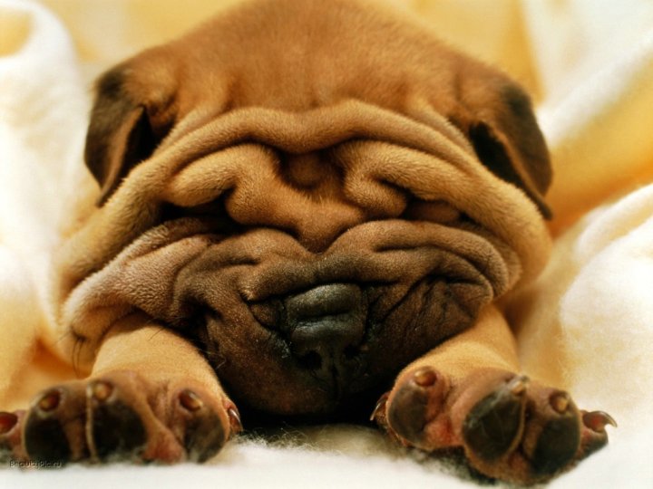 che cane sei