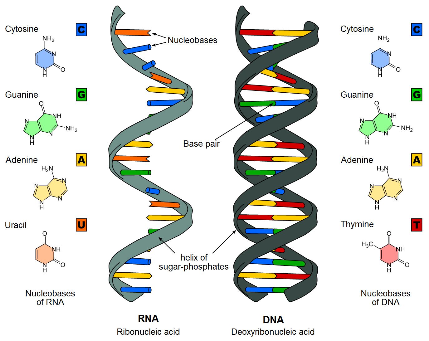 Le differenze tra Dna e Rna