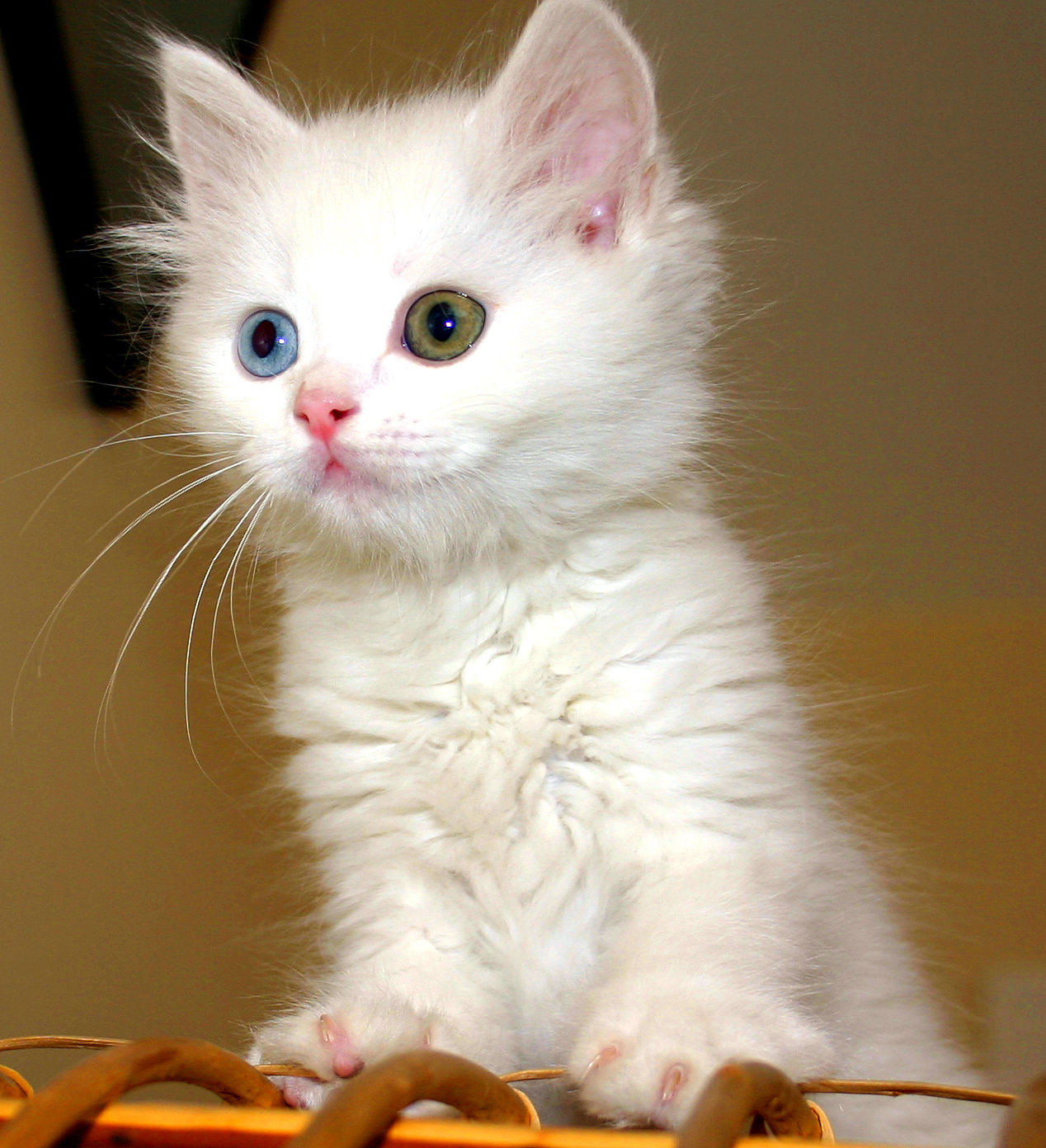 gatto sei test