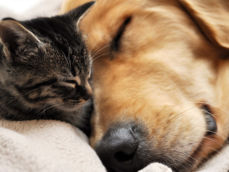 Come togliere il pelo del cane e del gatto dai vestiti: una guida utile