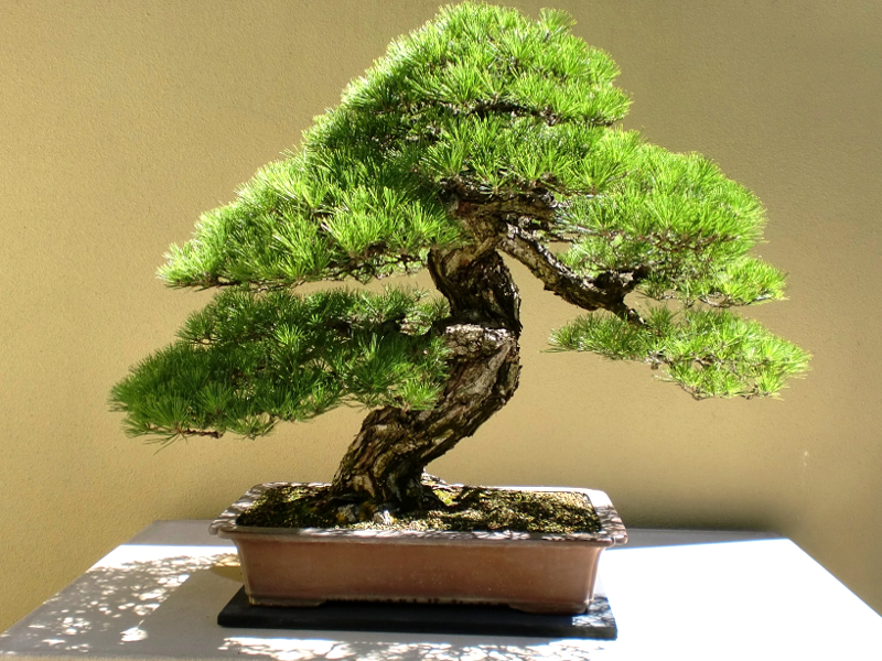Bonsai
