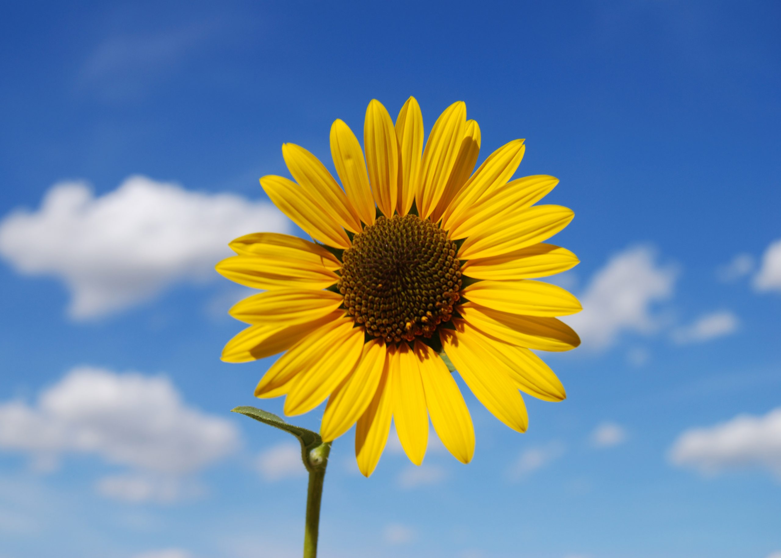 Come coltivare i girasoli: una guida utile