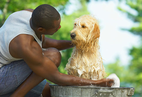 Rimedi naturali per lavare il cane: una guida utile