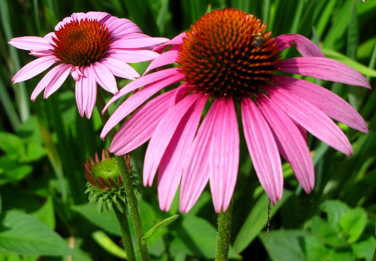 Echinacea in gravidanza: utilizzo e controindicazioni