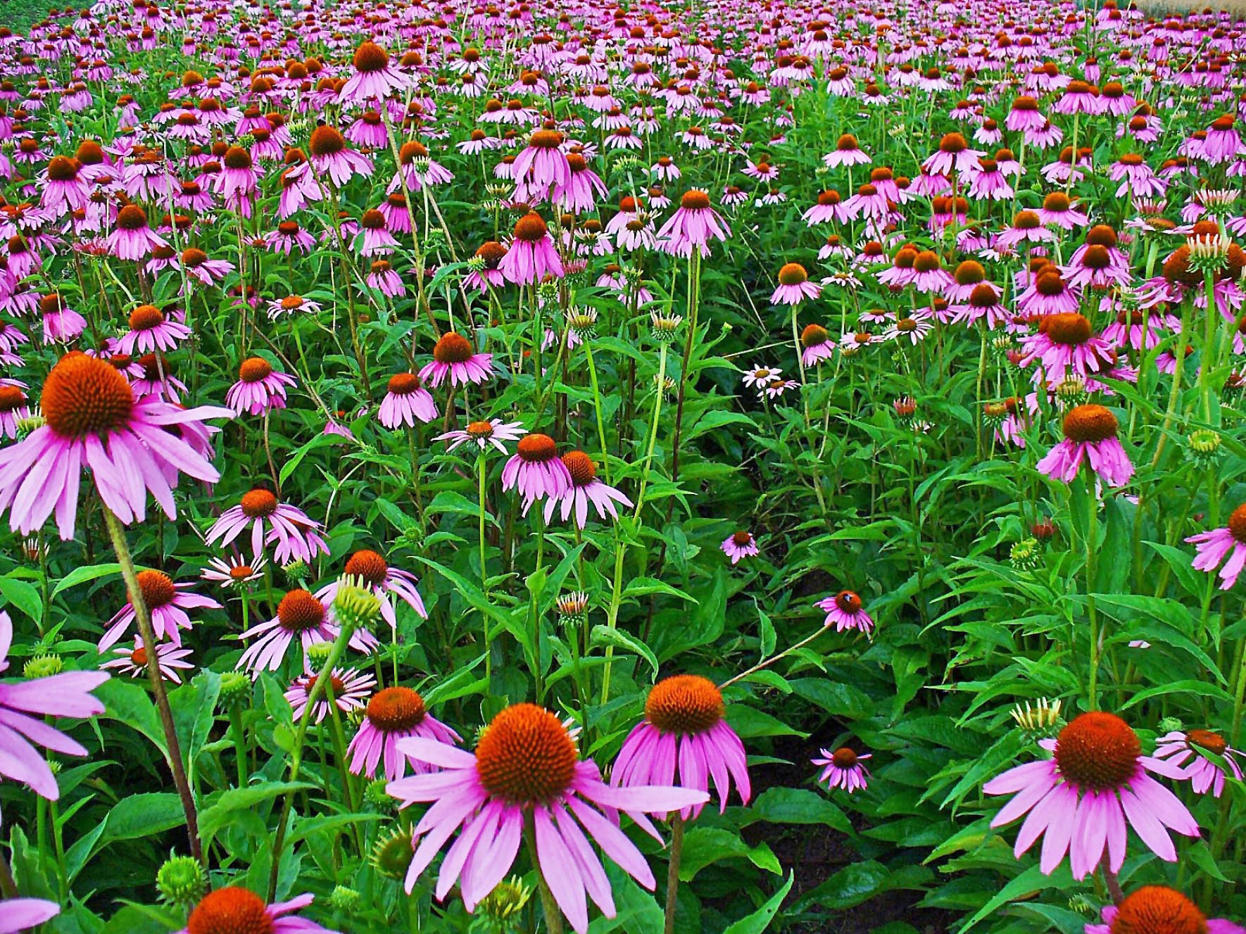 Echinacea per bambini: utilizzi, dosi e controindicazioni