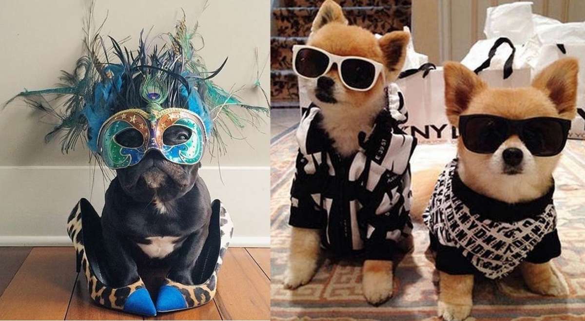 Animali e moda: gli amici a 4 zampe più fashion del web [FOTO]