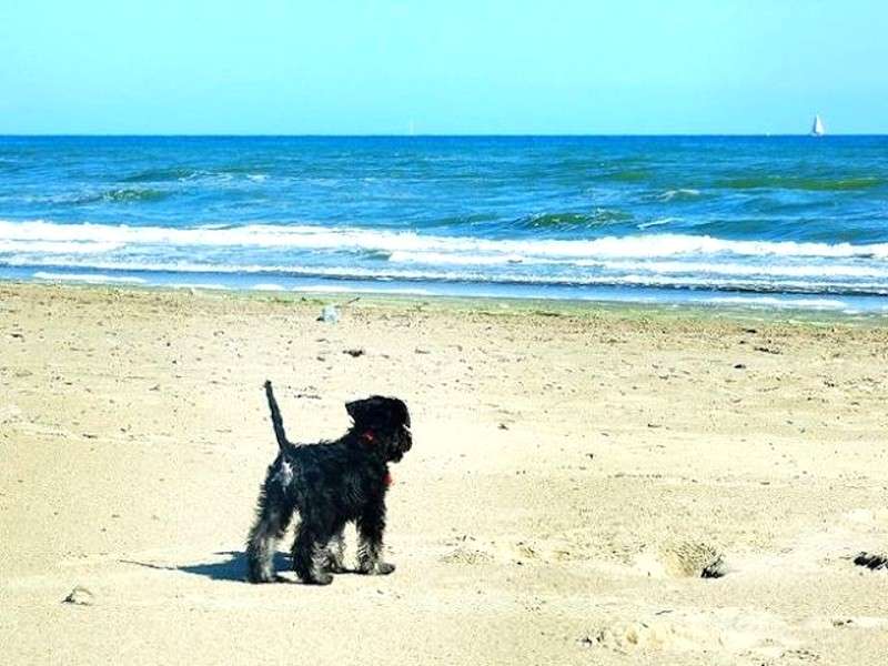 Spiagge per cani: i litorali per i nostri amici a quattro zampe [FOTO]