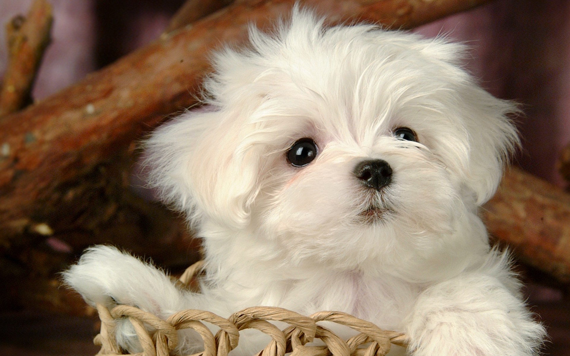 test del cane
