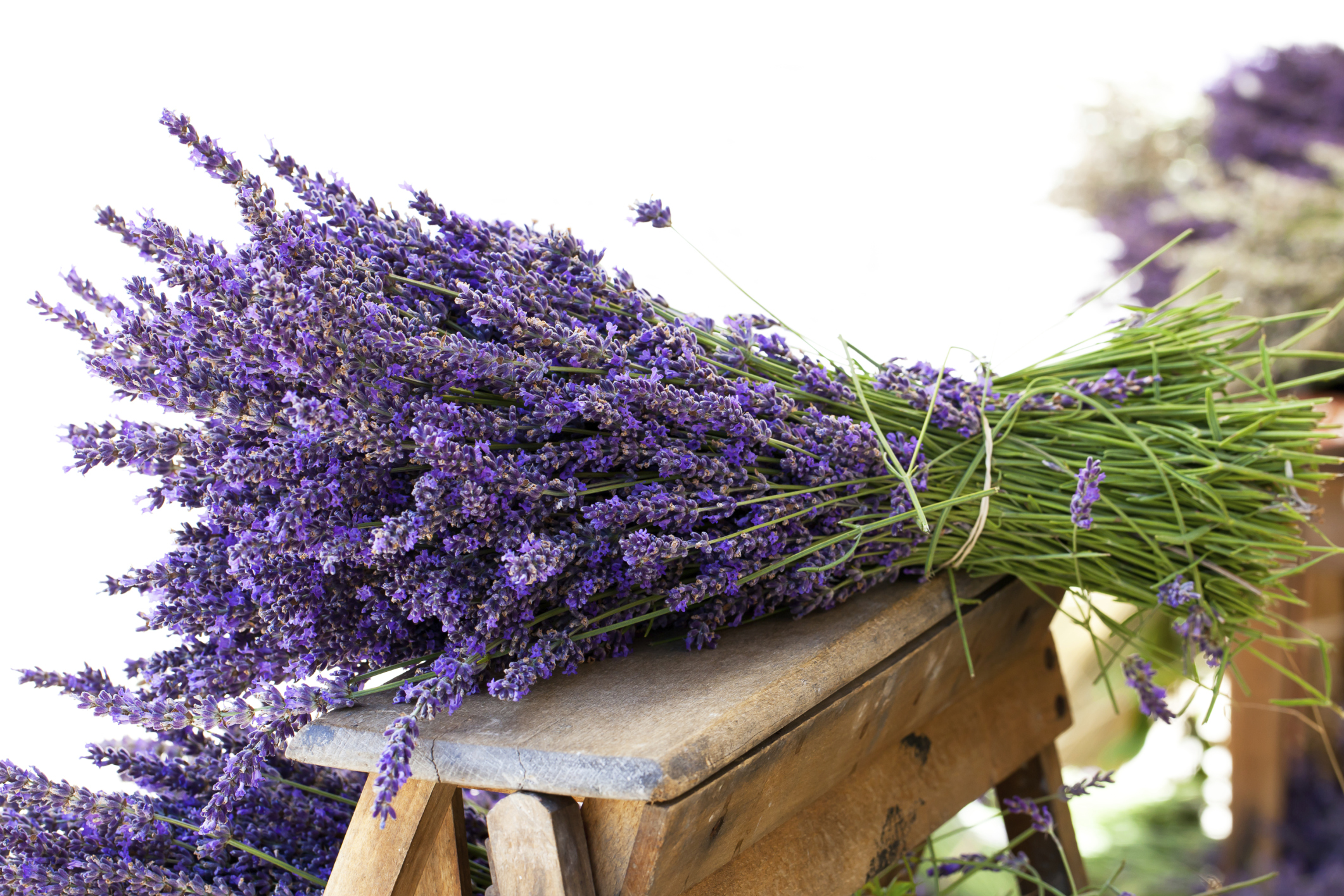 Usi della lavanda: tutti gli utilizzi domestici