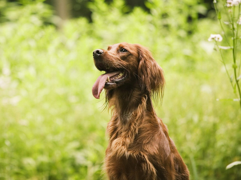 Come creare un antiparassitario naturale