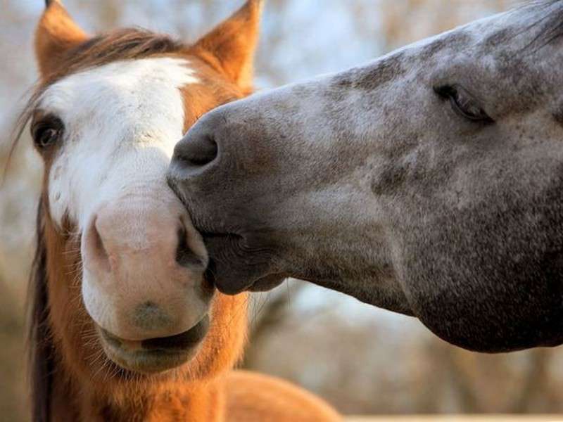 Animali che si baciano: le foto più belle del Web [FOTO]