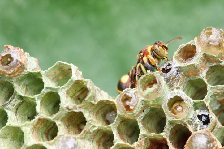 Come eliminare un nido di api o vespe