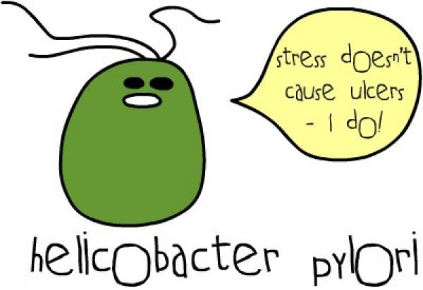 Helicobacter pylori: sintomi, trasmissione e terapia