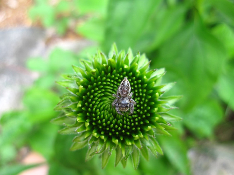 Come allontanare i ragni in modo naturale