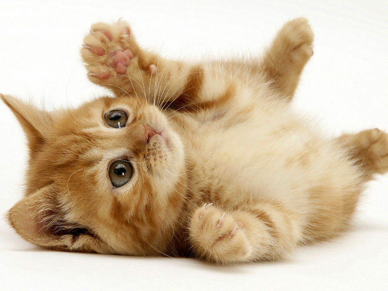 Gatto