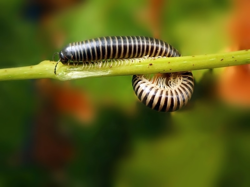 Rimedi naturali per allontanare i millepiedi