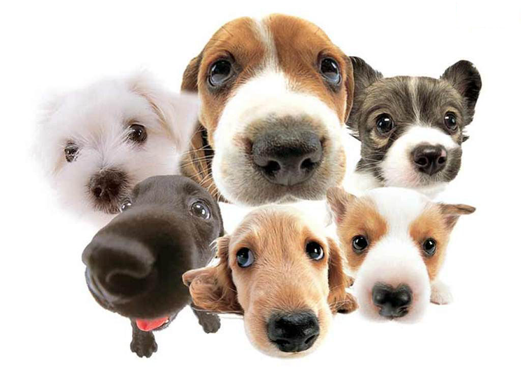 8 regali che il vostro cane vi fa ogni giorno