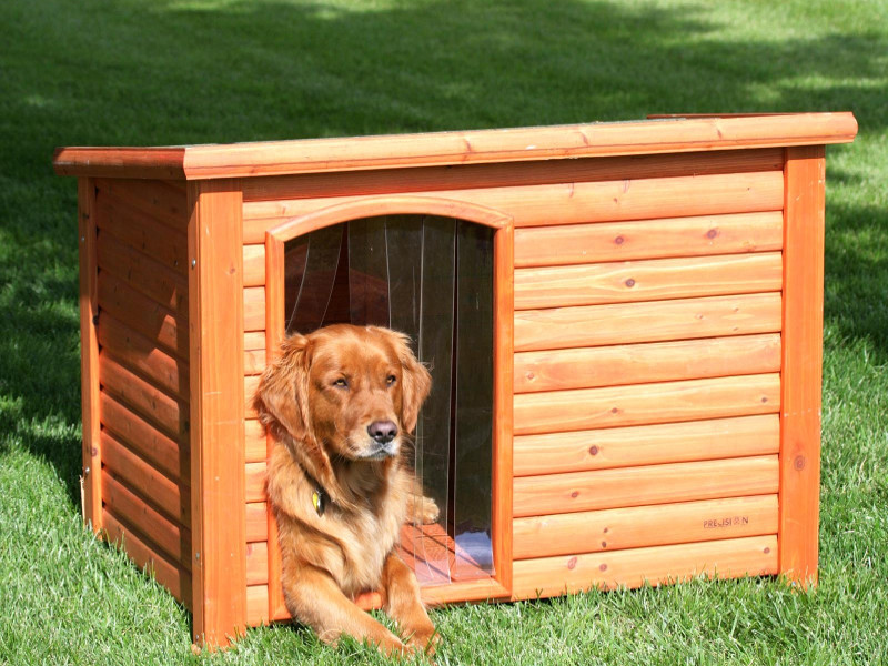 Come pulire la cuccia del cane