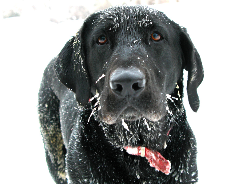 Come proteggere i cani dal freddo