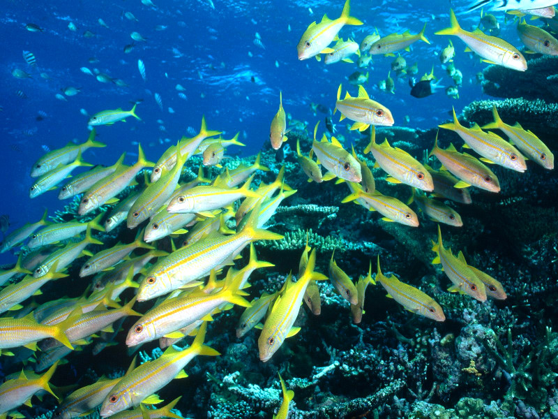 Quale animale marino sei? [TEST]
