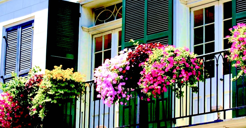 Coltivare gerani balcone
