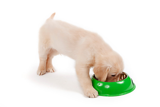 Golden retriever e alimentazione, 10 cose da sapere