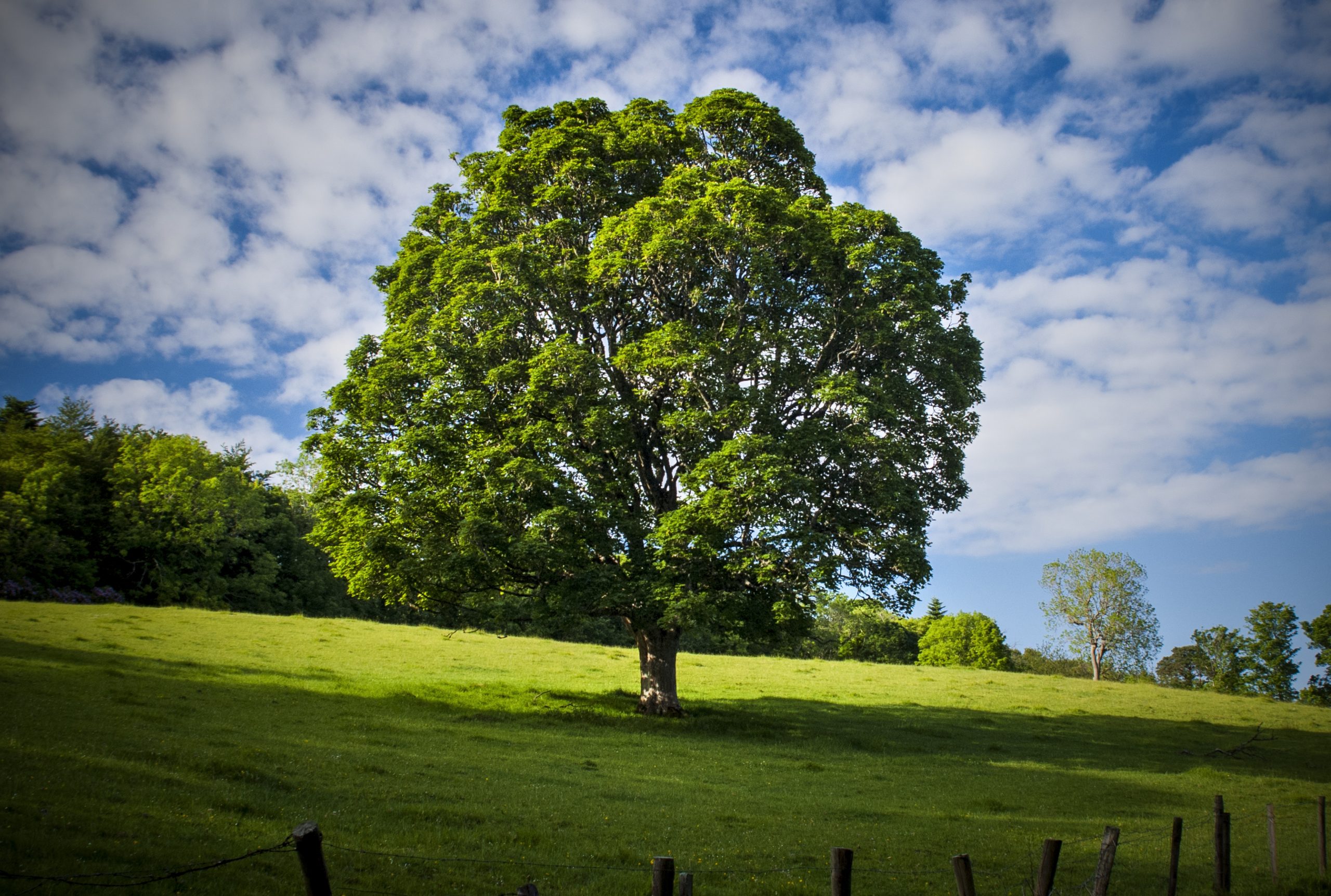 Test che albero sei