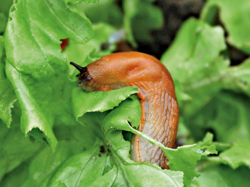 Limacce