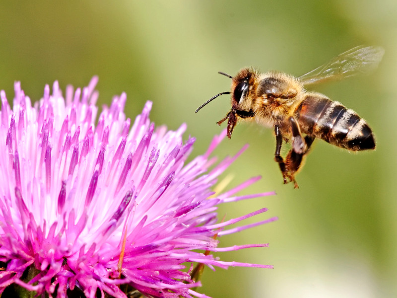 Come allontanare api e vespe con i rimedi naturali