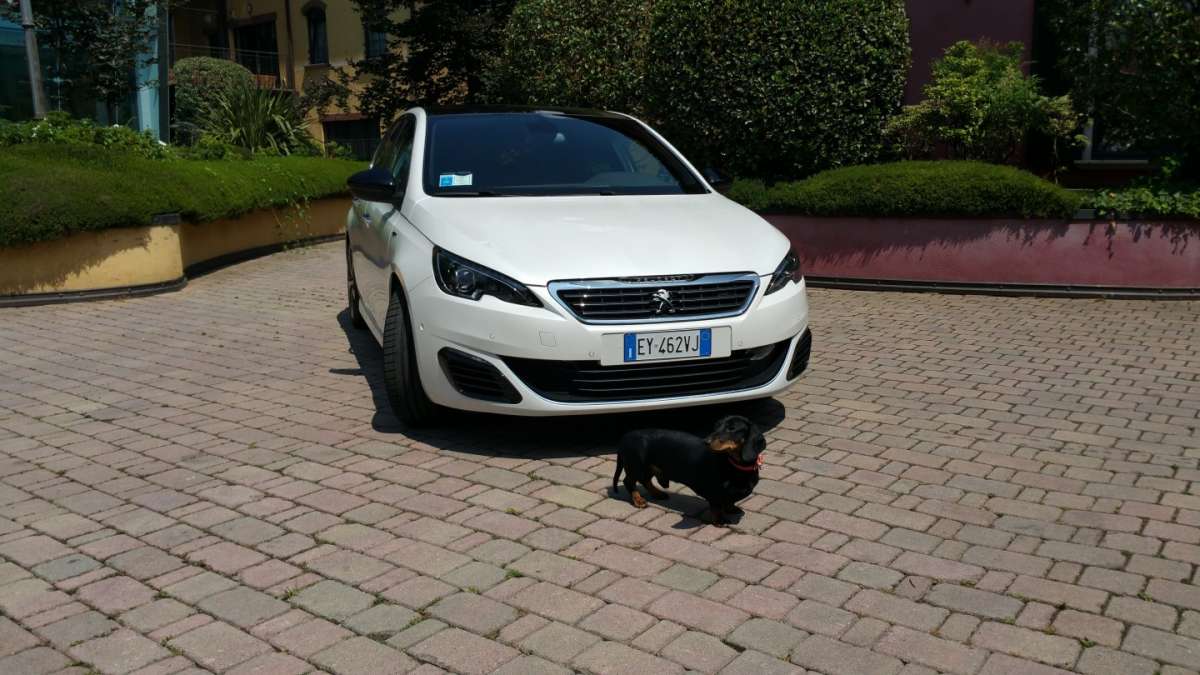 Vacanza a Roma con il bassotto a bordo della Peugeot 308 GT [FOTO]