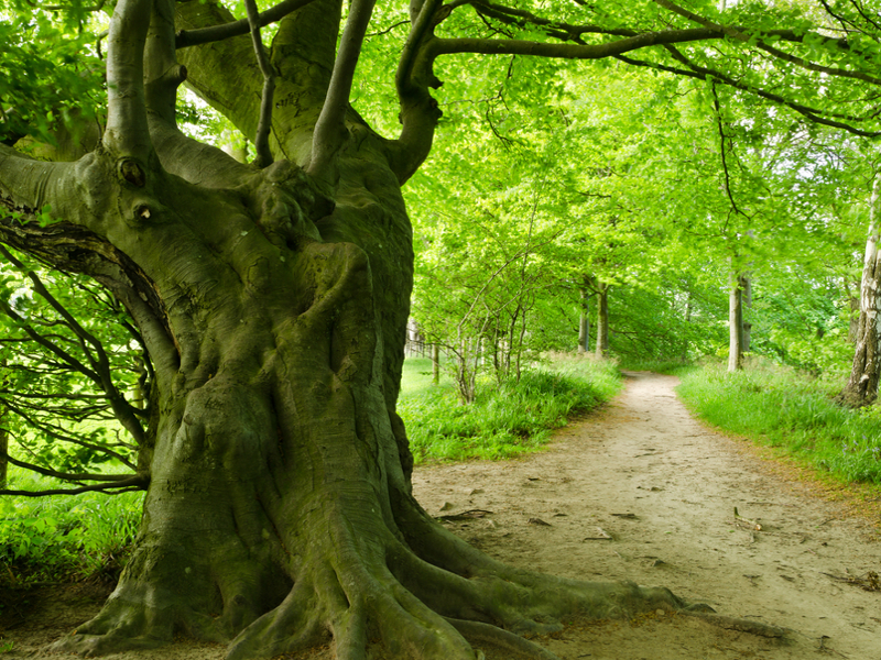 Alberi antichi