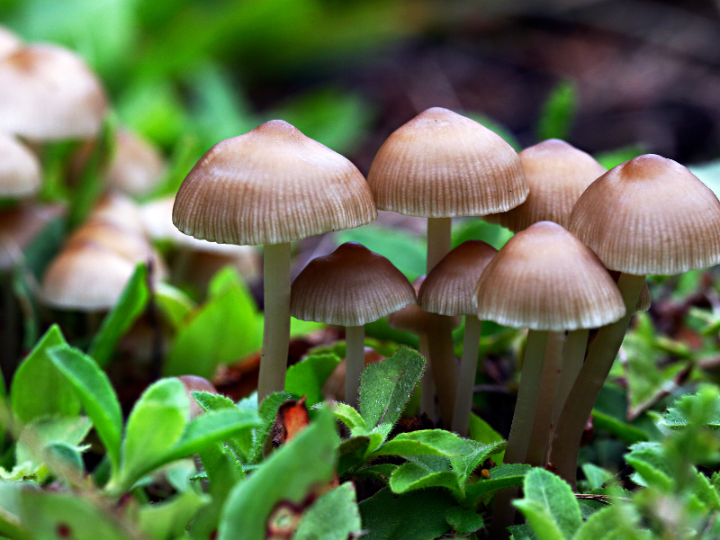 Come riconoscere i funghi velenosi